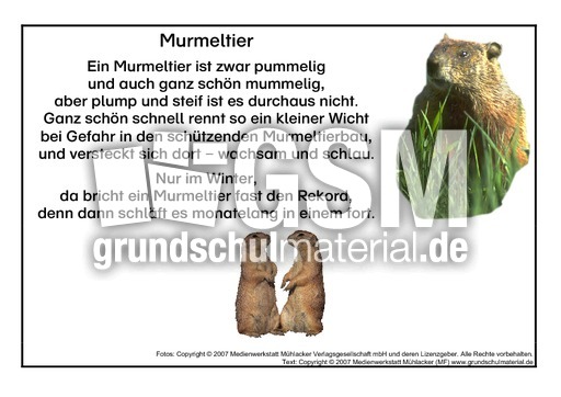 Murmeltier.pdf